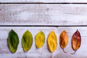 Fall Shopping Billboards
